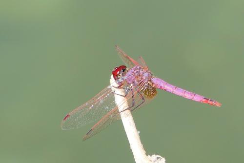 Réf. 266 596 : Trithemis annulata